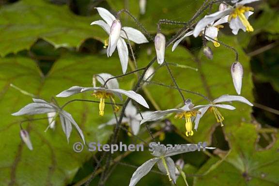 epimedium stellulatum 1 graphic